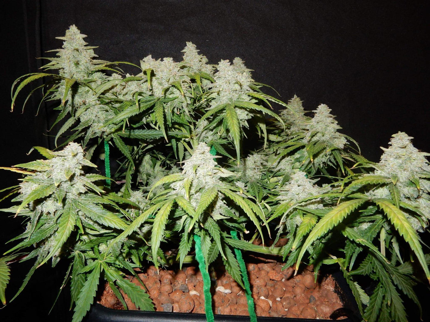 42 Fast Buds - Green Crack