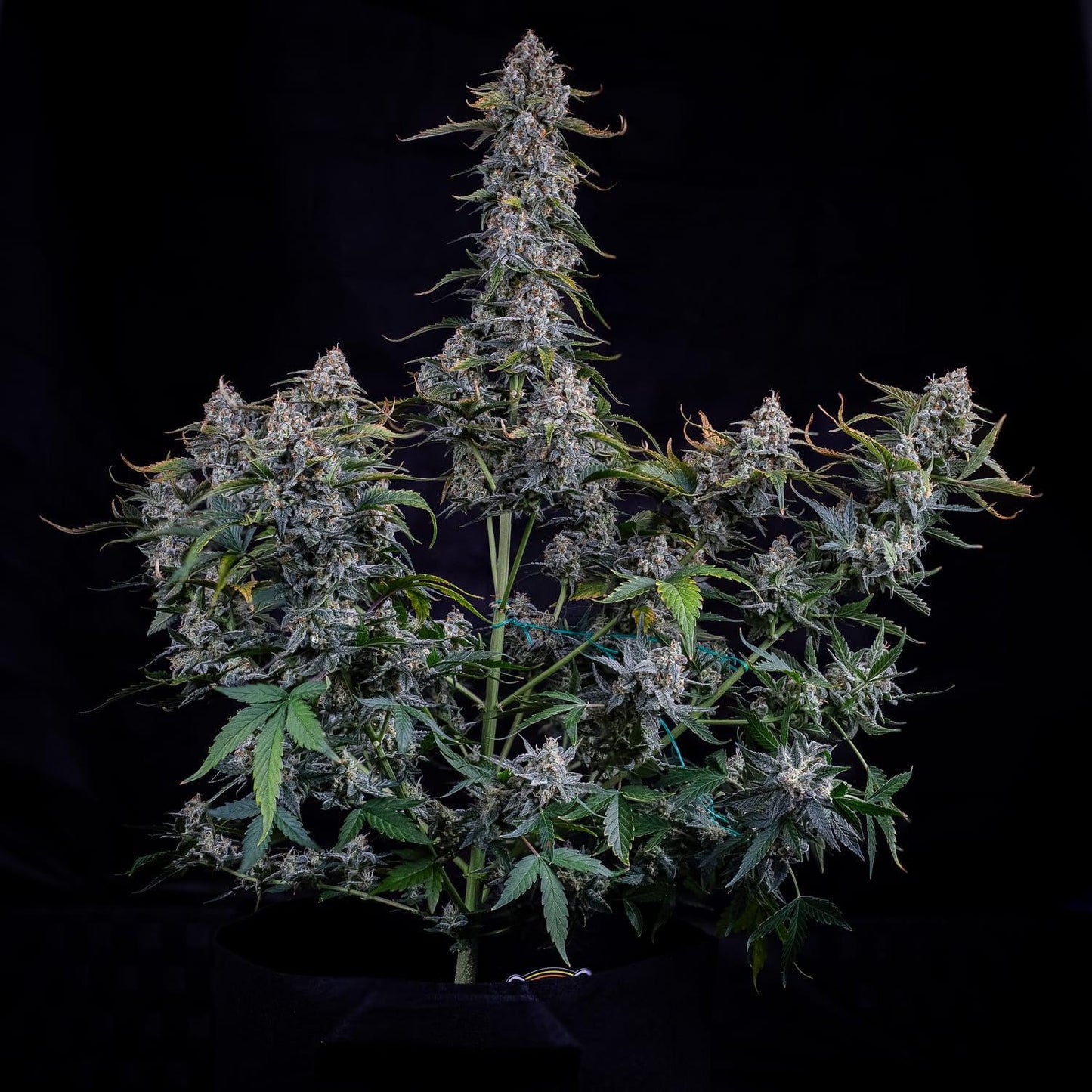 Mephisto - Forum Stomper