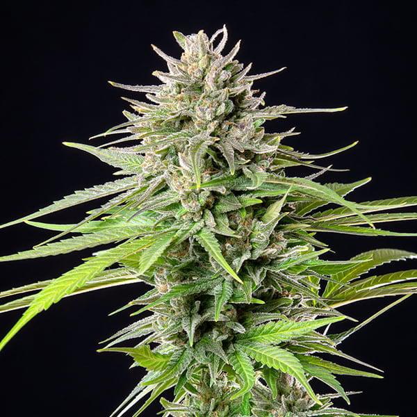 Royal Queen - Blue Cheese