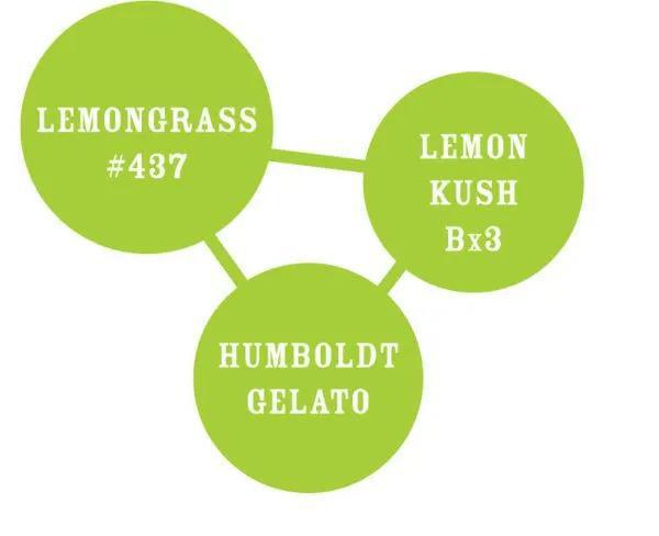 Humboldt - Lemongrass