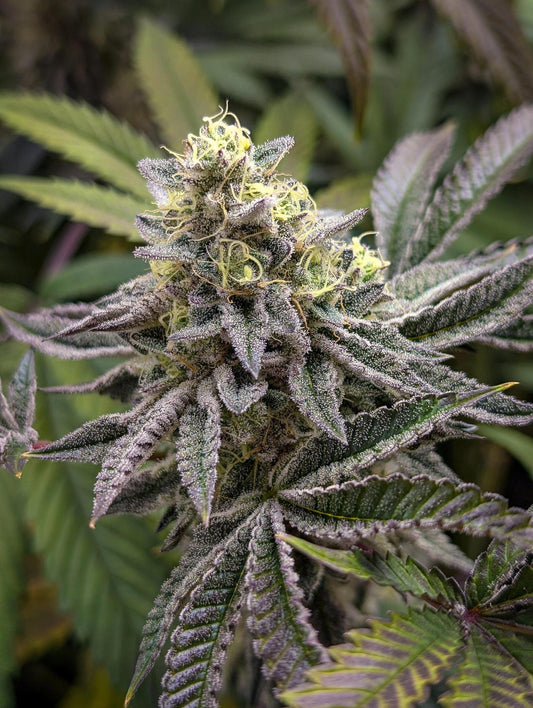 Elev8 Seeds - Jedi Juice