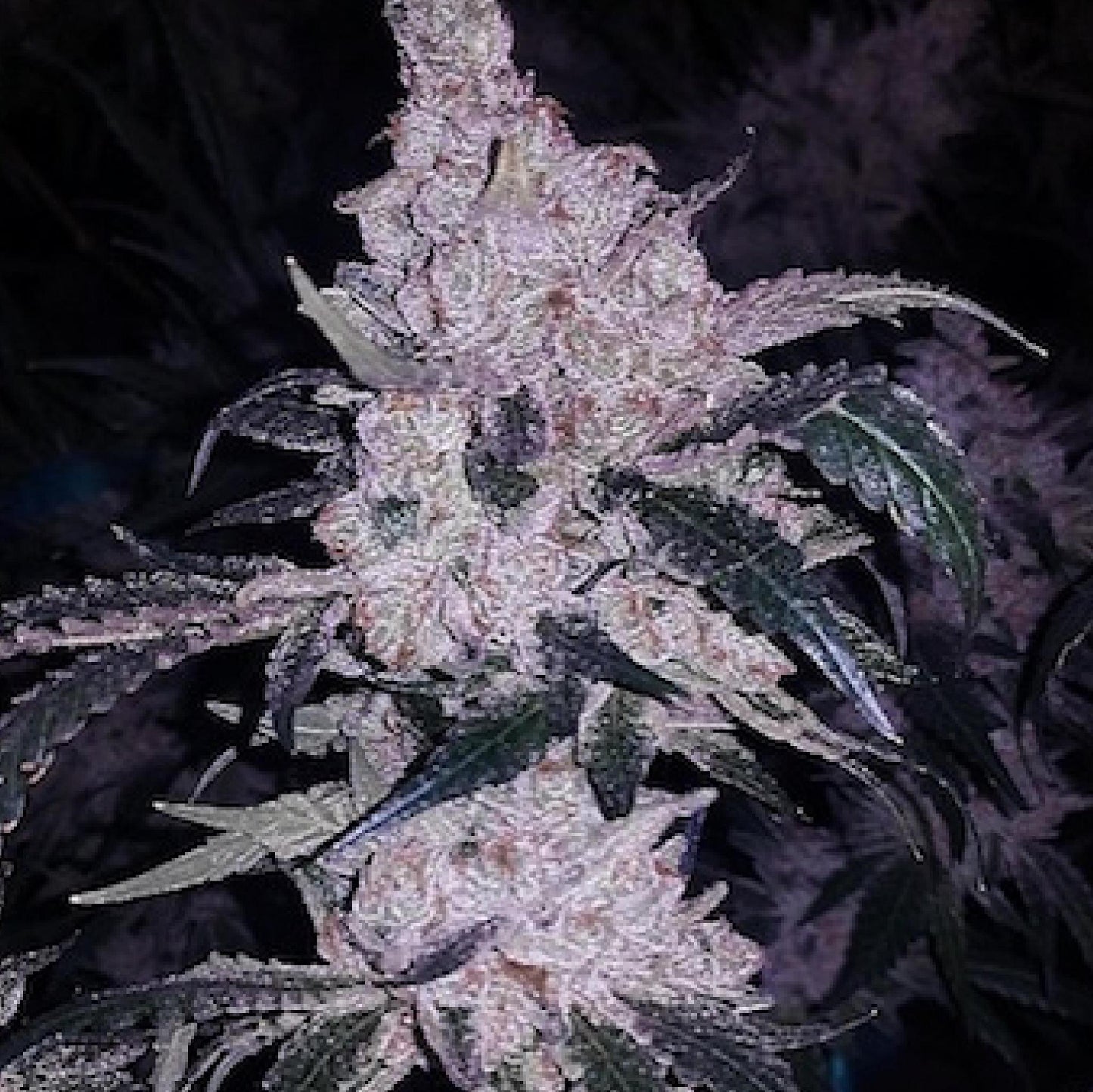 Ethos - Headband Cookies BX1