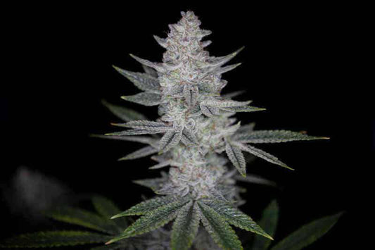Romulan Genetics - Romulan BX1