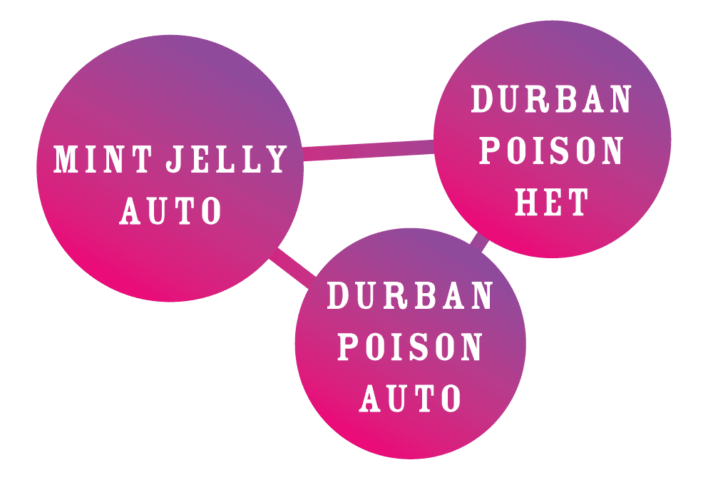 Humboldt - Durban Poison Auto