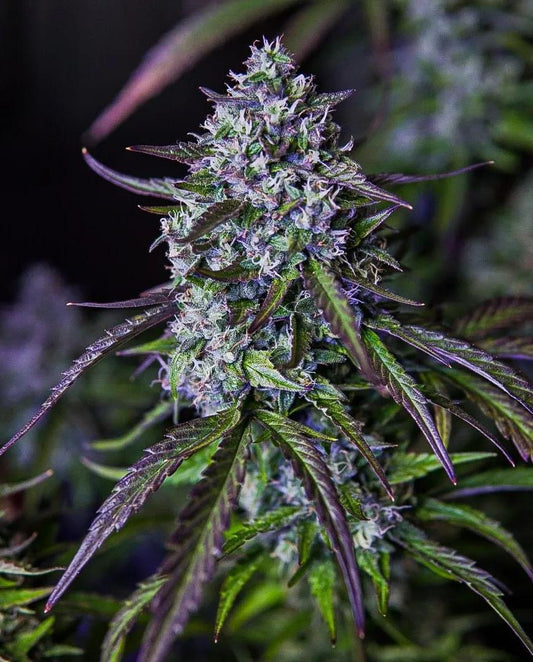 Mephisto - 3 wok OG f3