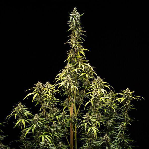 Royal Queen - NYC Sour D