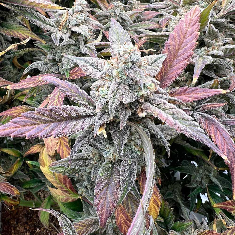 Night Owl - Strawberry Milk & Qookies