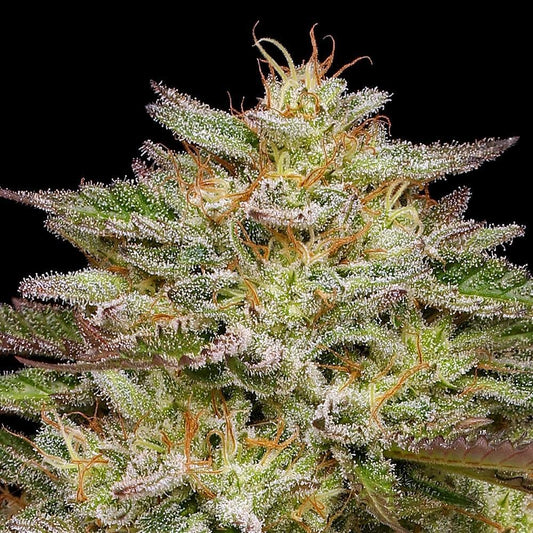 Humboldt - Golden Sands