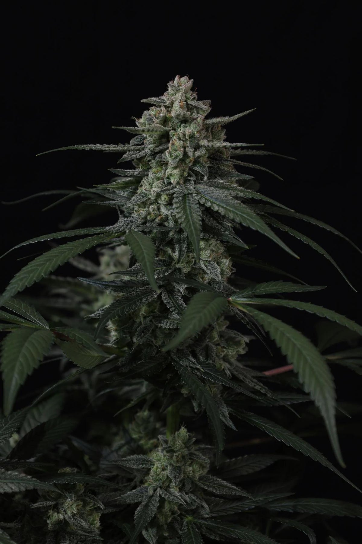 42 Fast Buds - Banana Frost