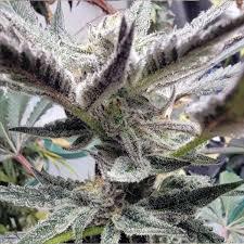 Elev8 Seeds - Modified Payton