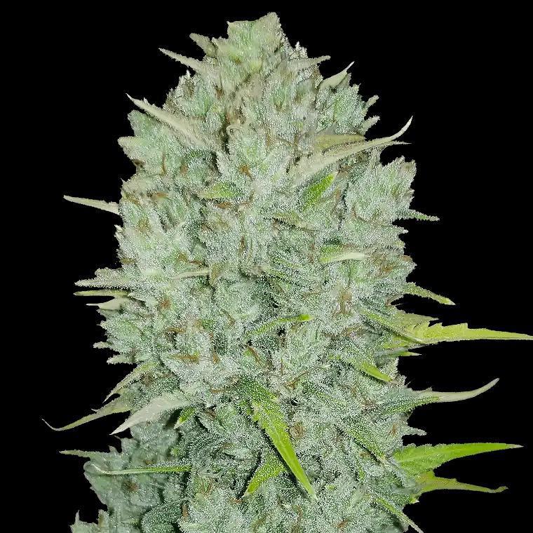 42 Fast Buds - Original Northern Lights Auto