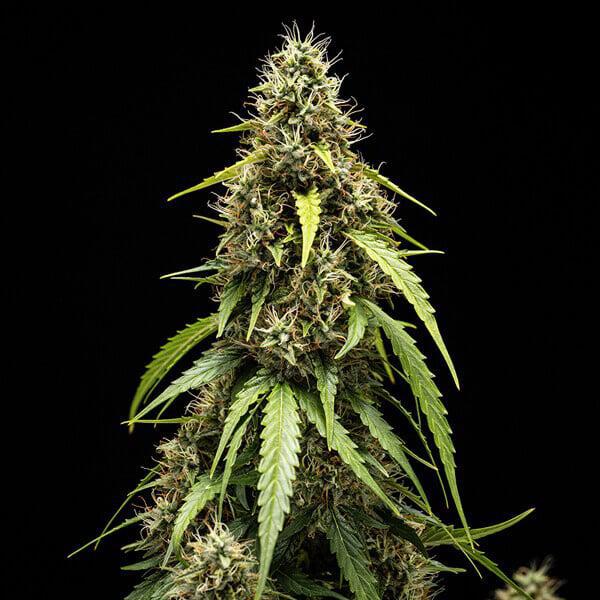 Royal Queen - Corkscrew