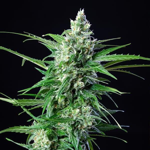 Royal Queen - Royal AK Auto