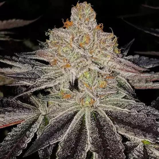 Ethos - purple zkittlez