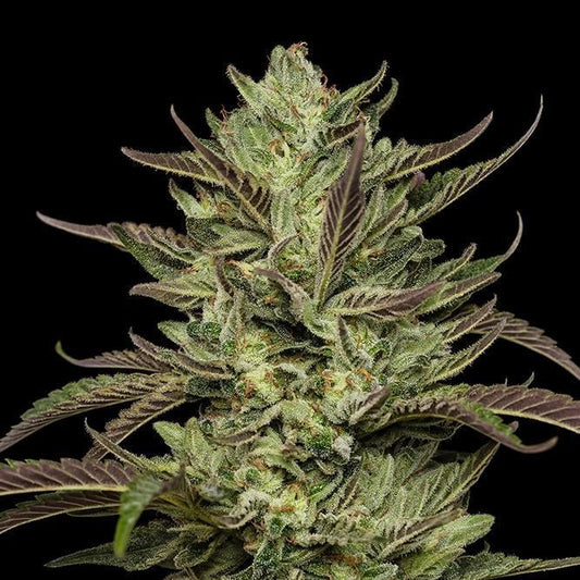 Humboldt - Slightly Stoopid Collie Man Kush