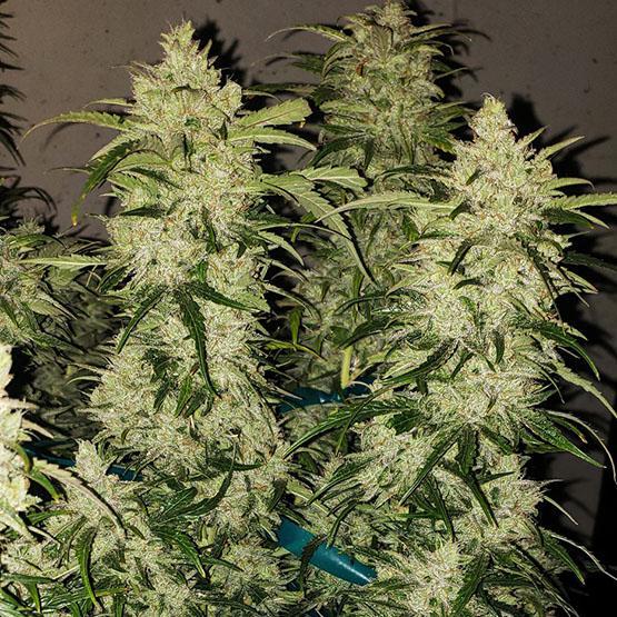 Ethos - Zweet Auto RBX2