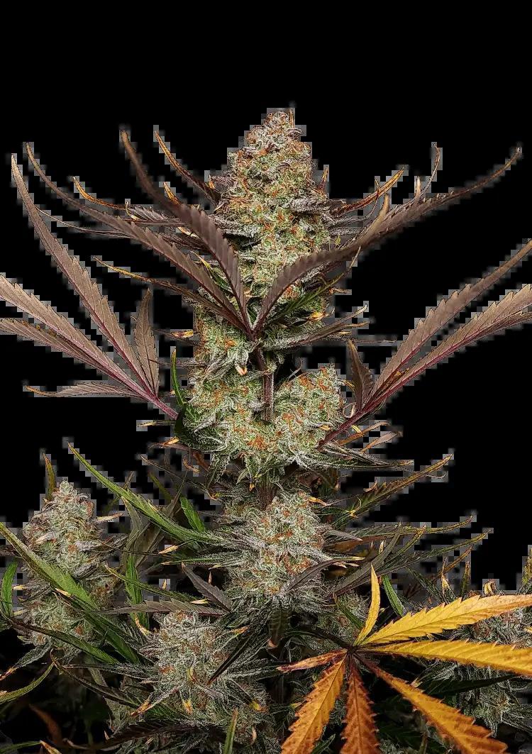 42 Fast Buds - Apple Strudel Auto
