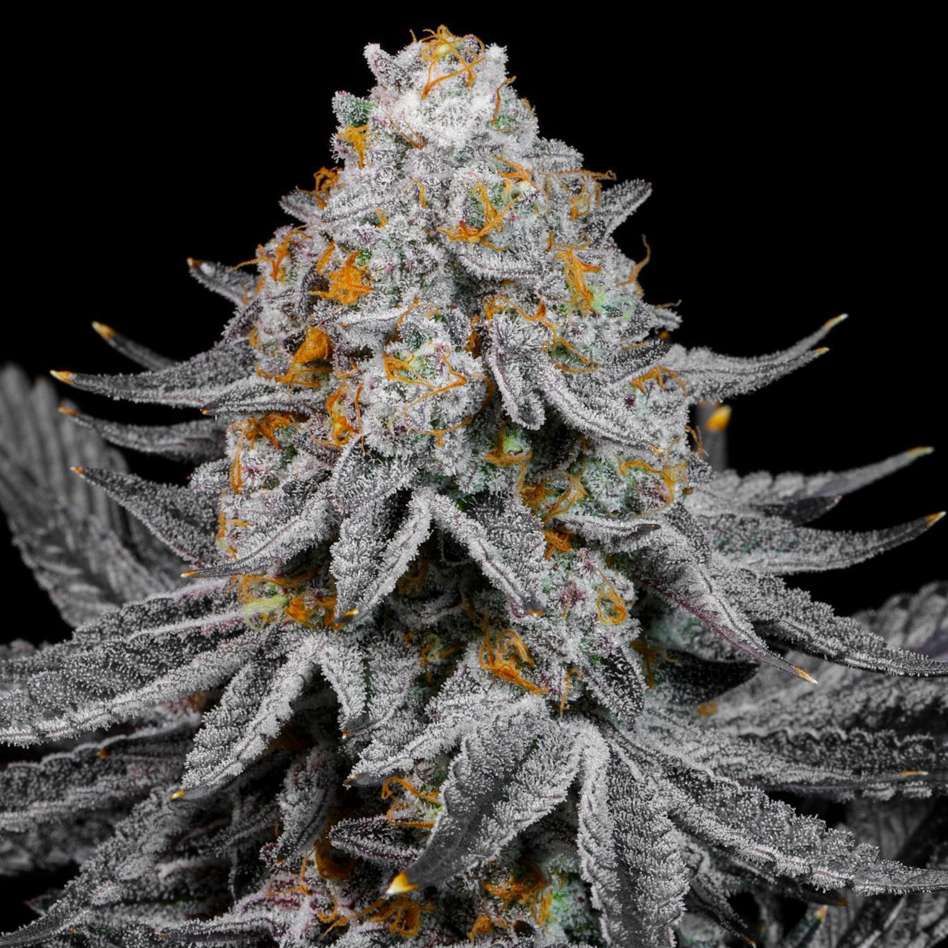 Lit Farms - Soul Glow