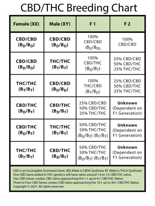 High Alpine Genetics - Cookie Burgers