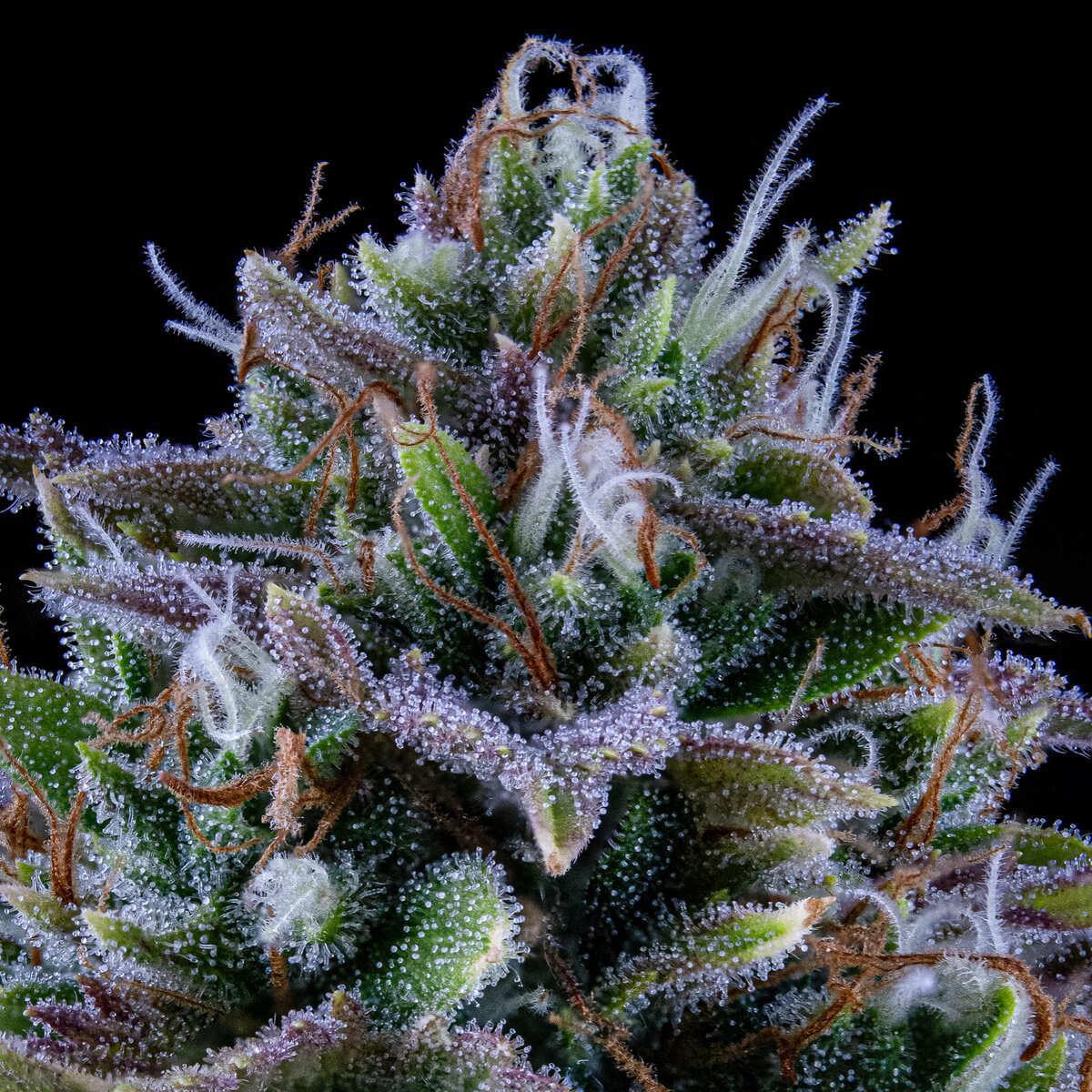 Mephisto - 24 Carat