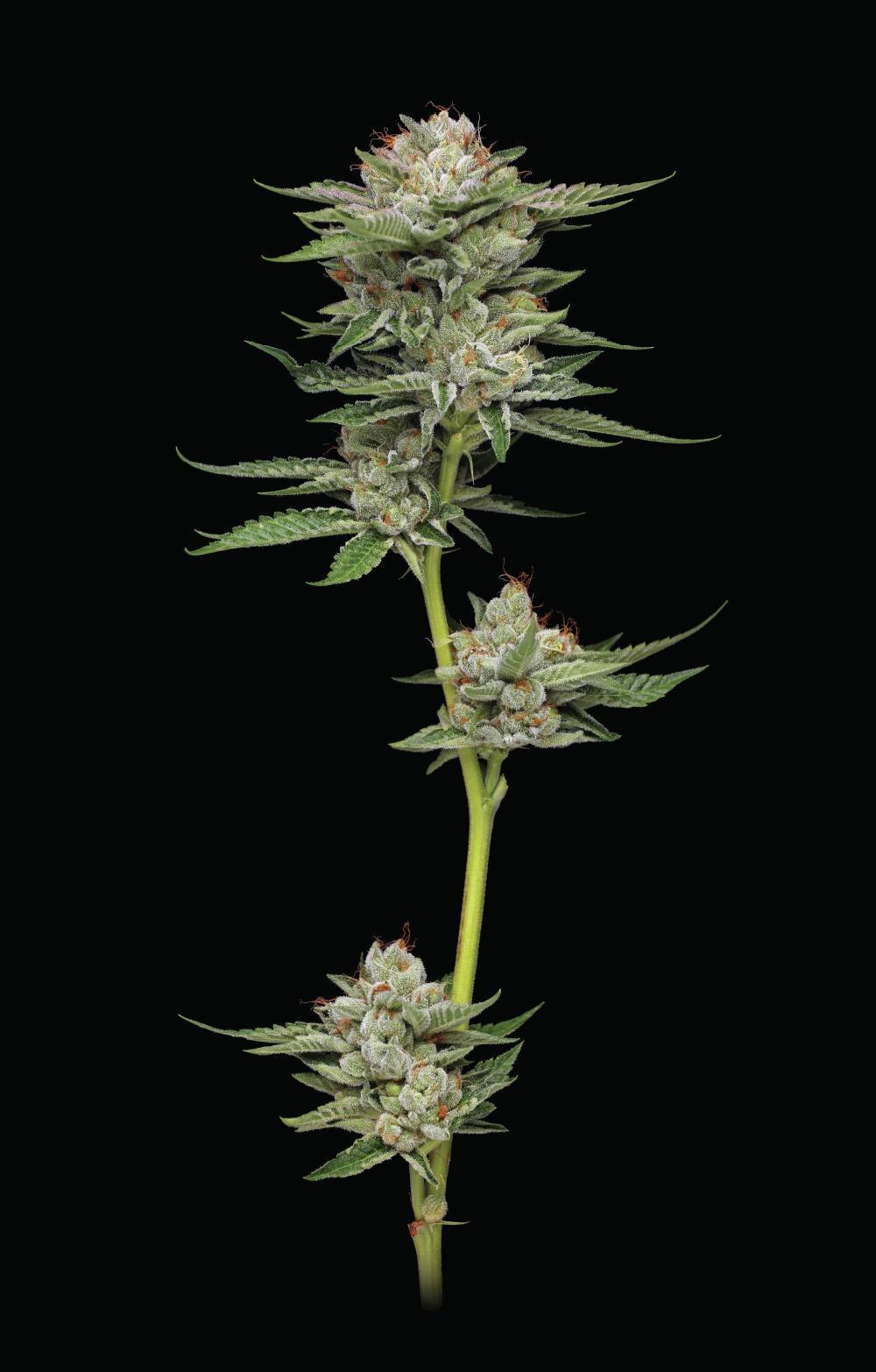 Humboldt - Durban Poison Auto