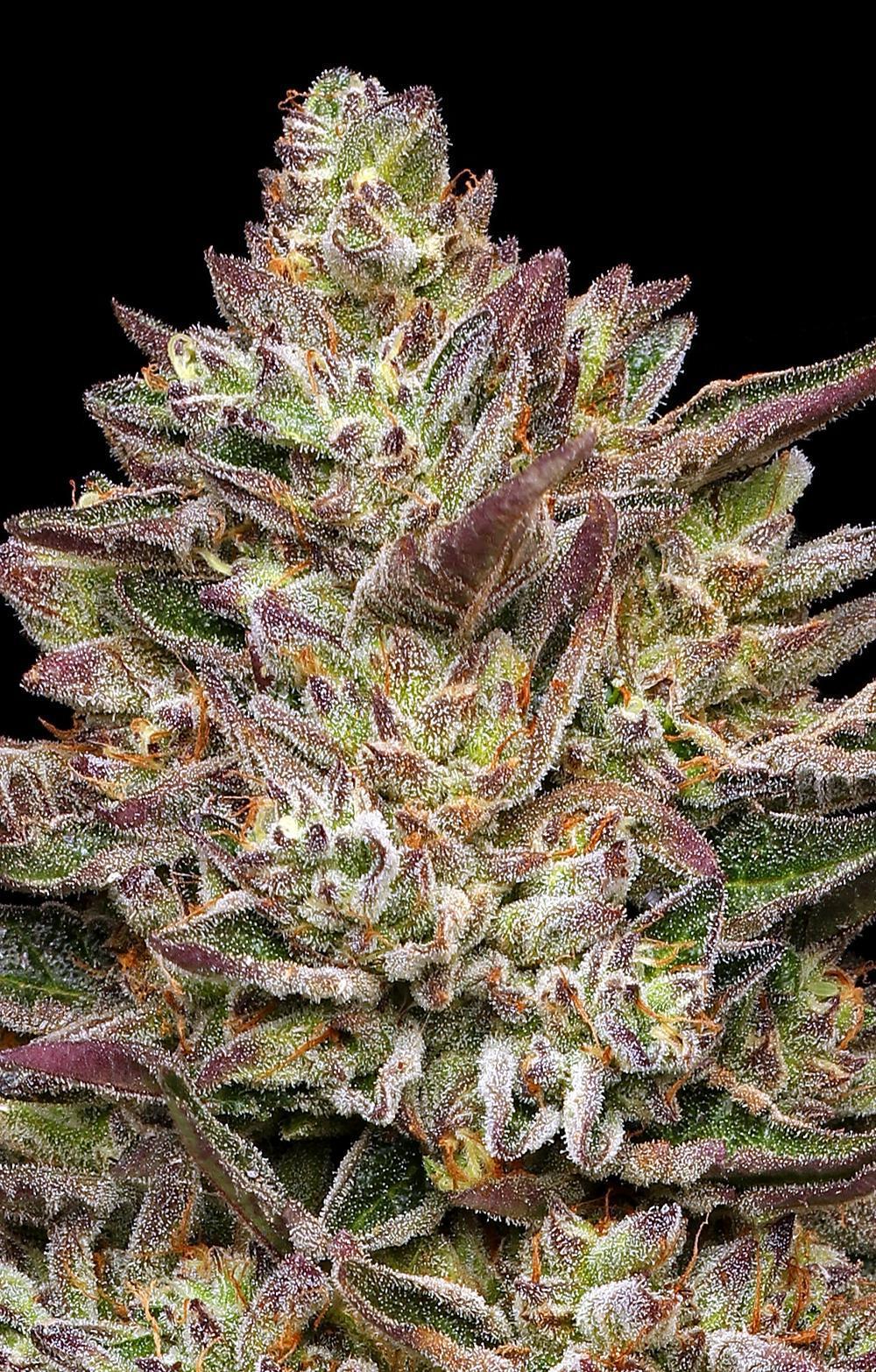 Humboldt - Guzzlerz