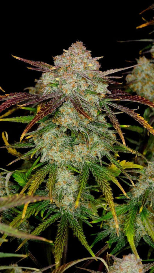 42 Fast Buds - Frostbanger