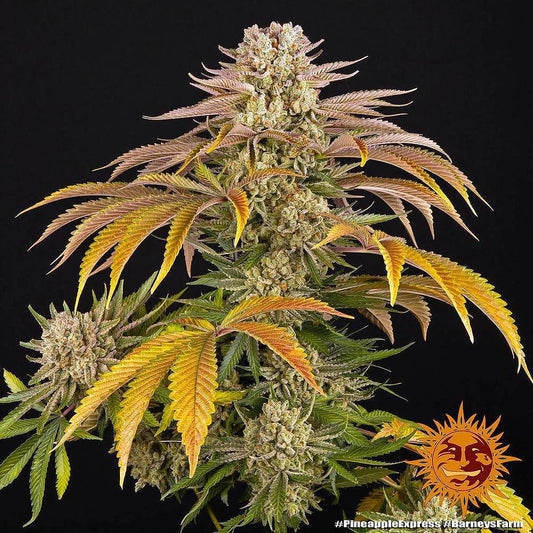 Barney's Farm - Pineapple Express