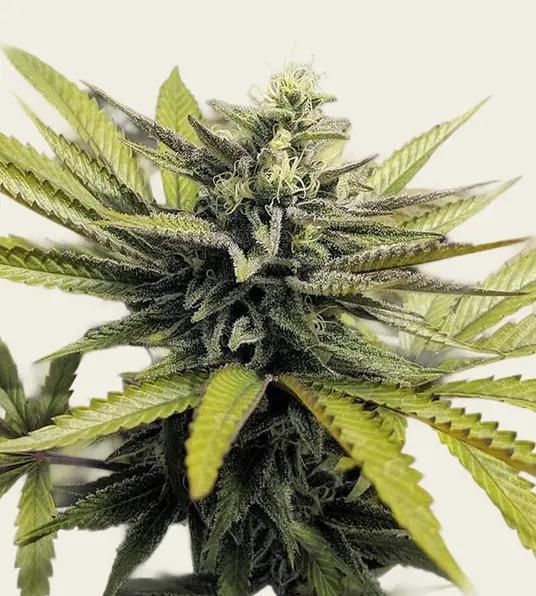 Barney's Farm - Afghan Hash Plant