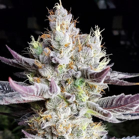 Ethos - Booberry Cookies RBX