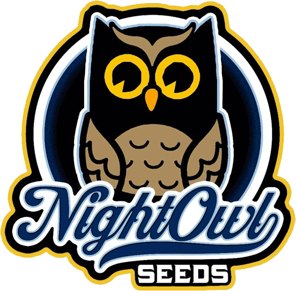 Night Owl - Strawberry Popsicle