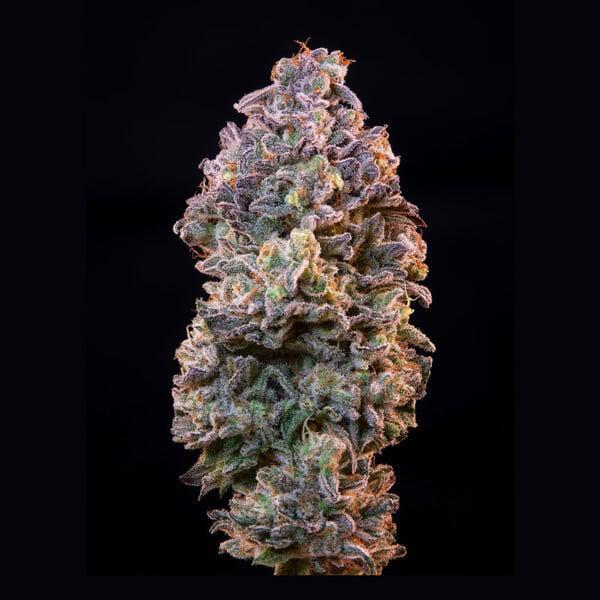 Royal Queen - Ice