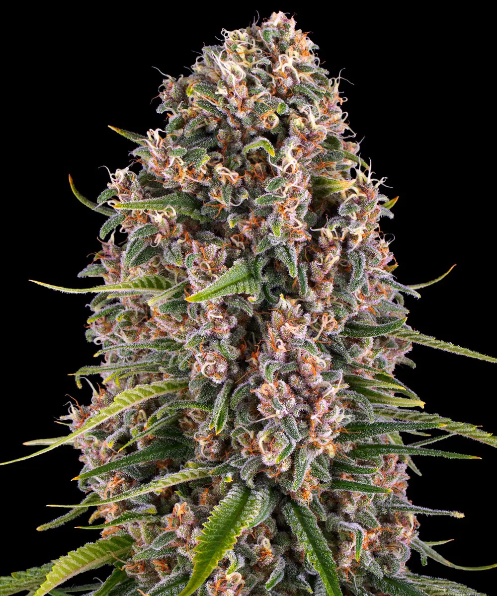 Barney's Farm - Blue Cheese