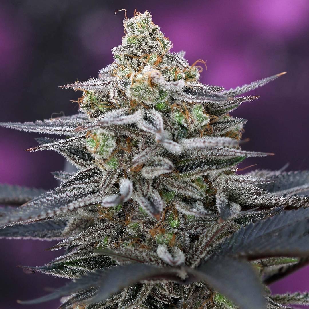 The Dank SubCool - Cherrygasm