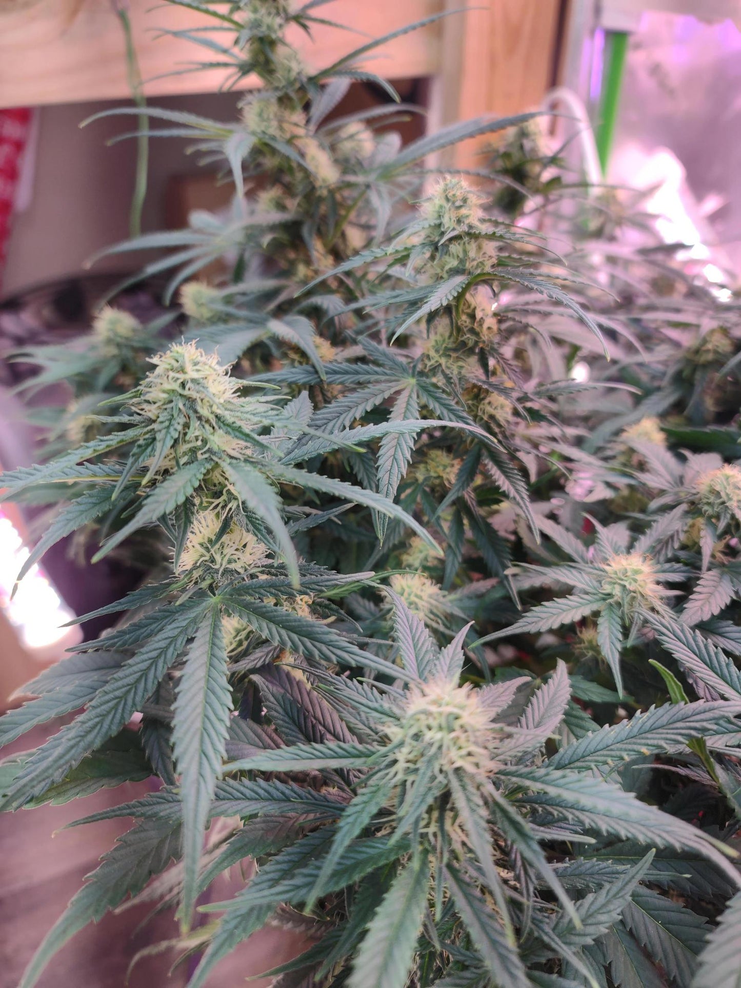 Mephisto - Pink Rizzo