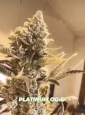 In House Genetics - Platinum OG-D