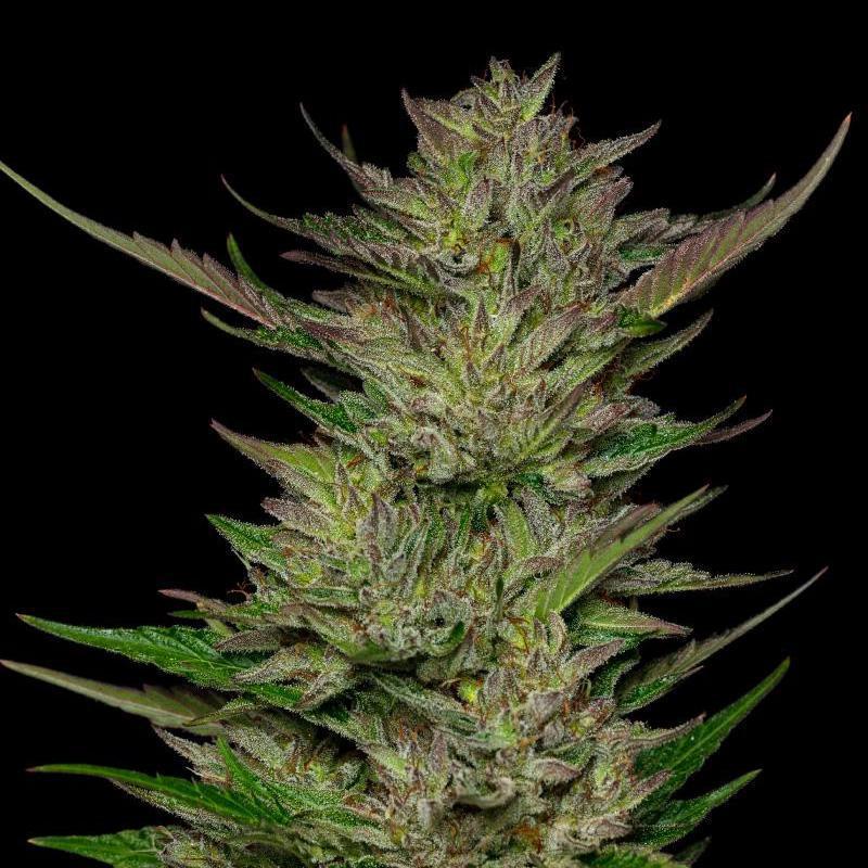Humboldt - Don Carlos
