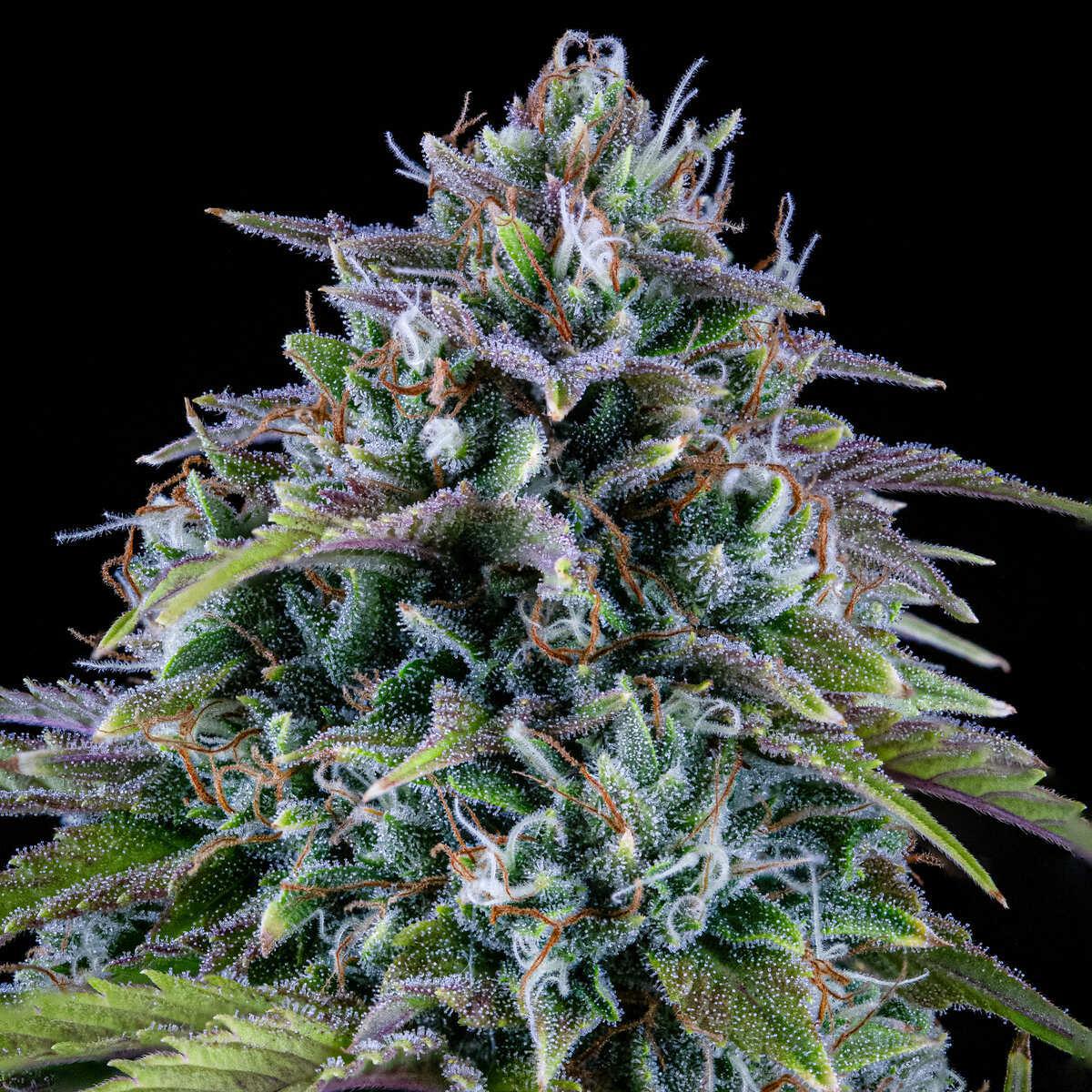 Mephisto - 24 Carat