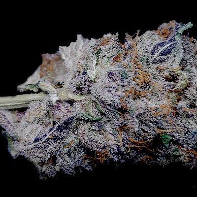 In House Genetics - Permanent Velvet