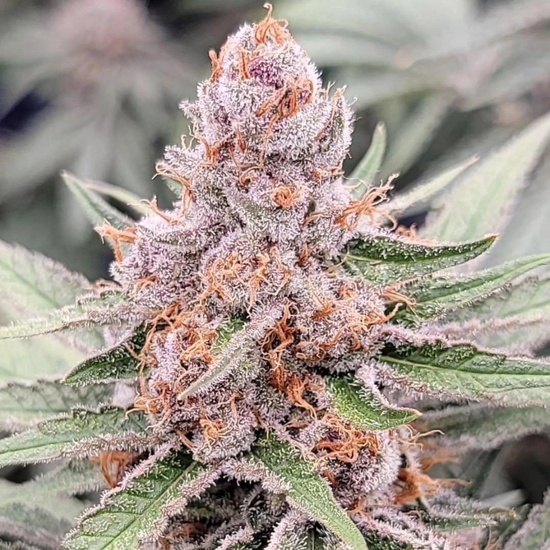 In House Genetics - Midnight Zushi