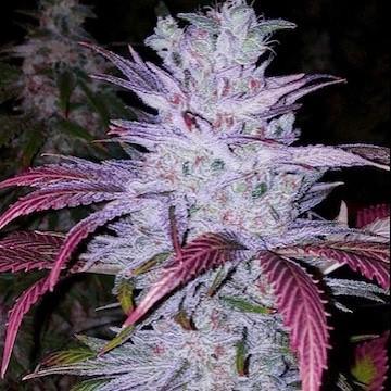 Ethos - Early Lemon Berry Rbx