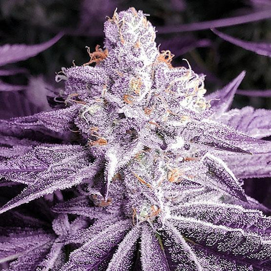 Ethos - Lilac OG BX1