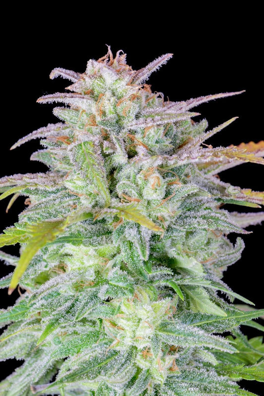 42 Fast Buds - Original Afghan Kush Auto