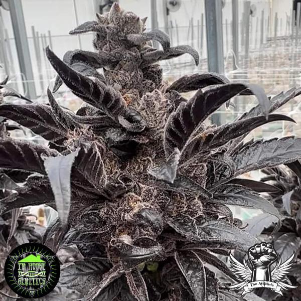 In House Genetics - Violicious