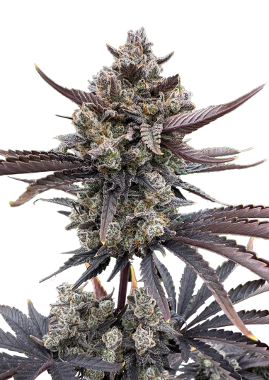 42 Fast Buds - Purple Punch Auto RF3