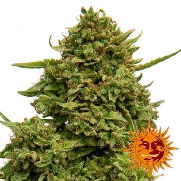 Barney's Farm - Pineapple Chunk