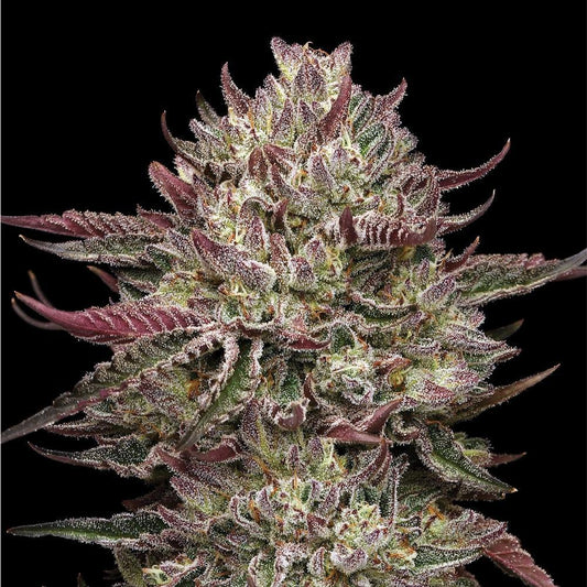 Humboldt - Chicken n’ Wafflez