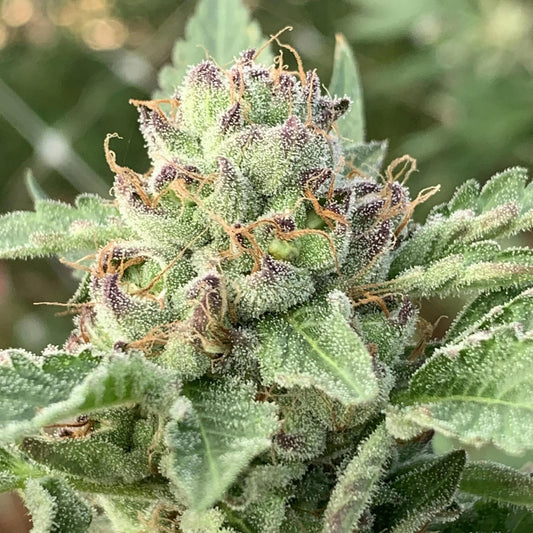 Humboldt - Apple Blossom