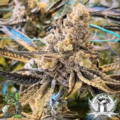 In House Genetics - Masterpiece