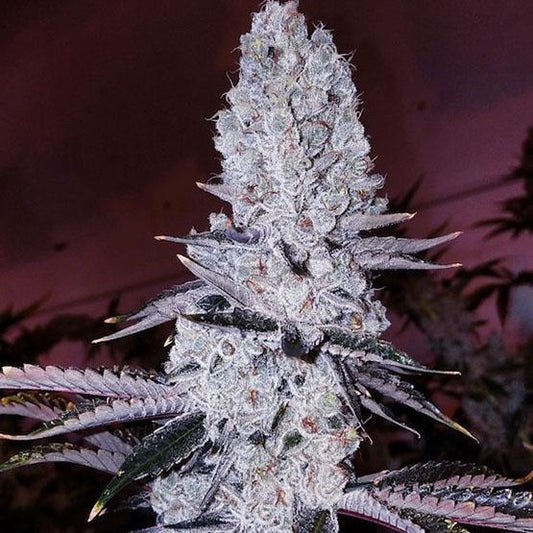 Ethos - Mandarin Cookies R1 (Original)